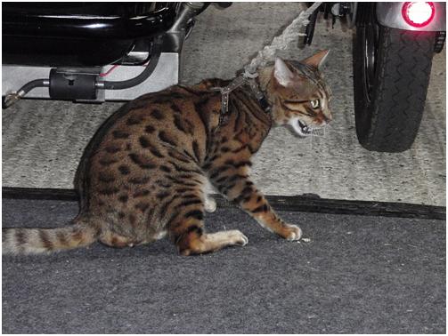 wild cat?